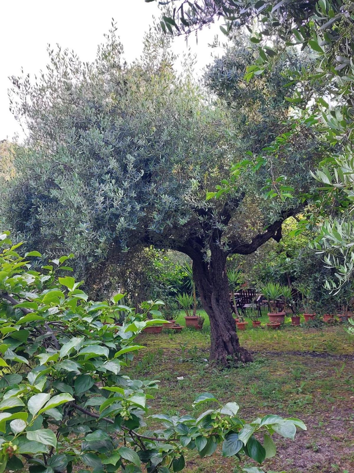 لانشانو B&B Villa Mia المظهر الخارجي الصورة
